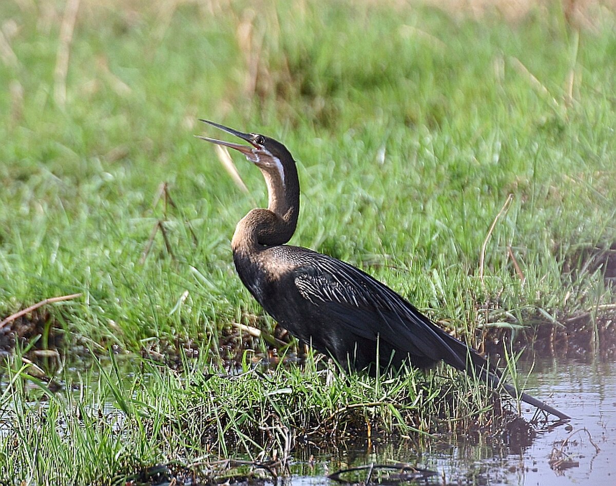 Anhinga d'Afrique