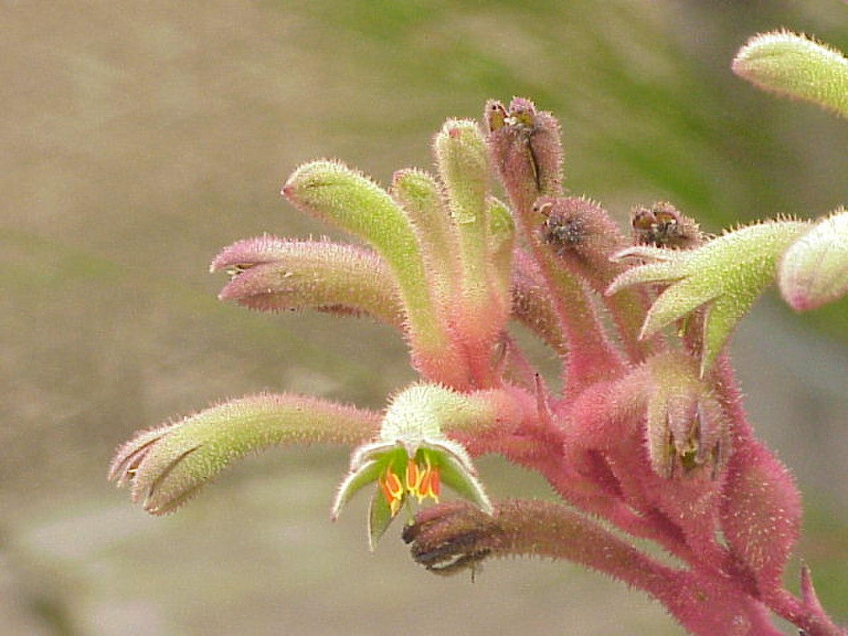Anigozanthos