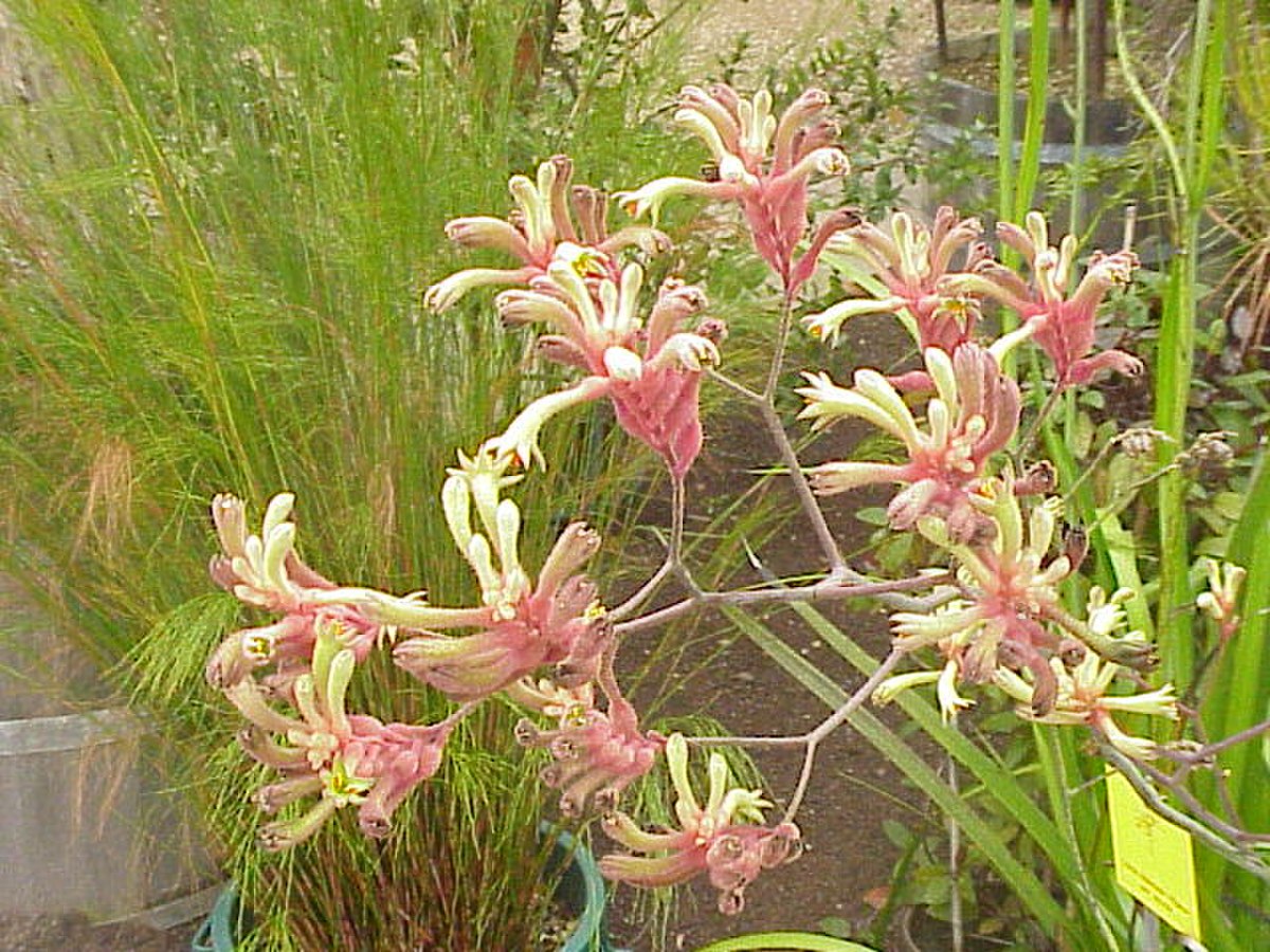 Haemodoraceae