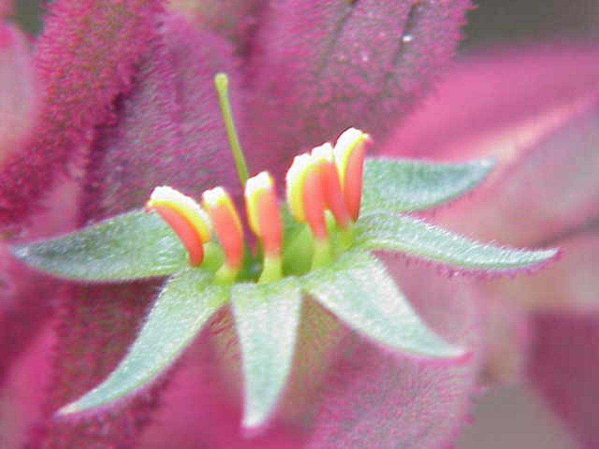 Inflorescence de Anigozanthos flavidus