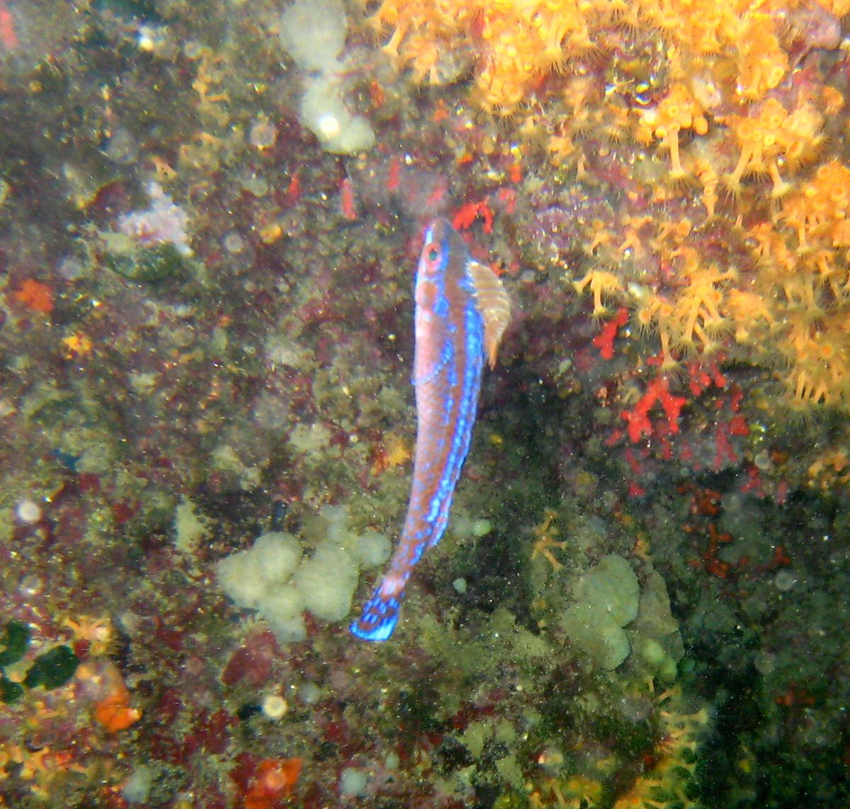 Anilocra