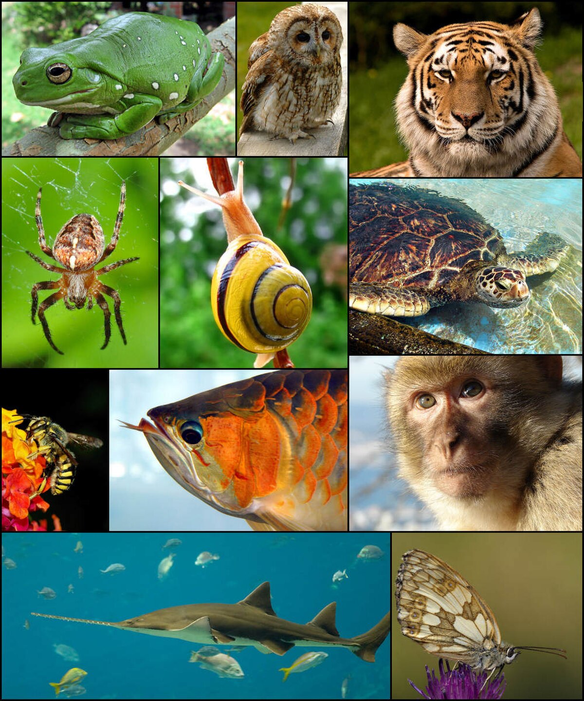 Animal