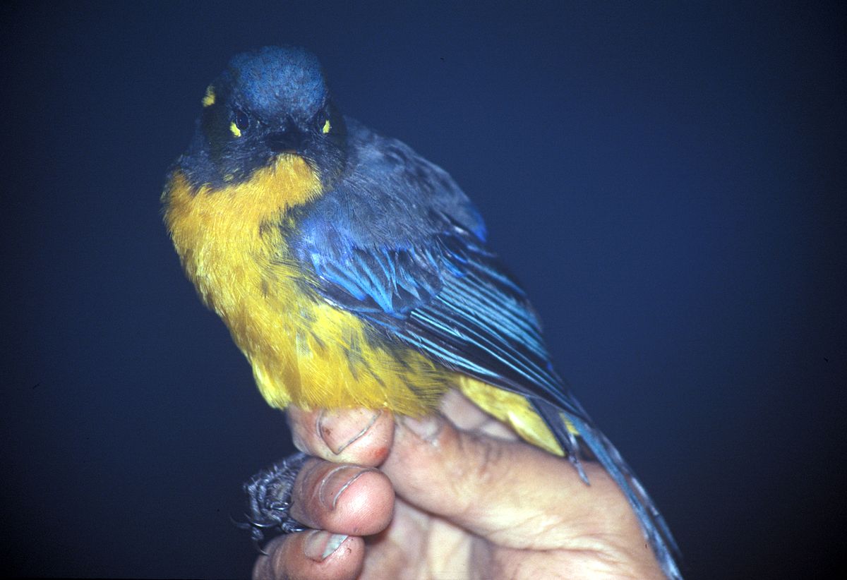 Tangara larmoyant