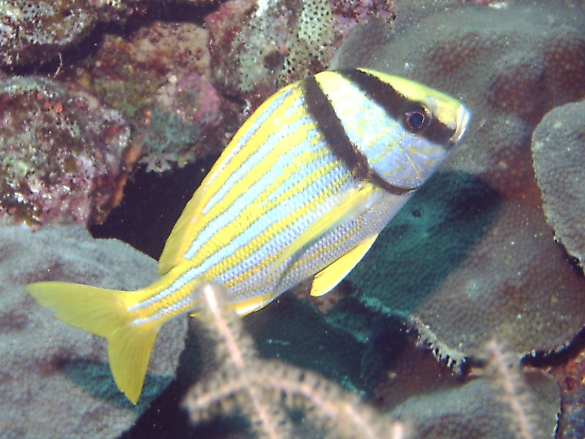 Anisotremus
