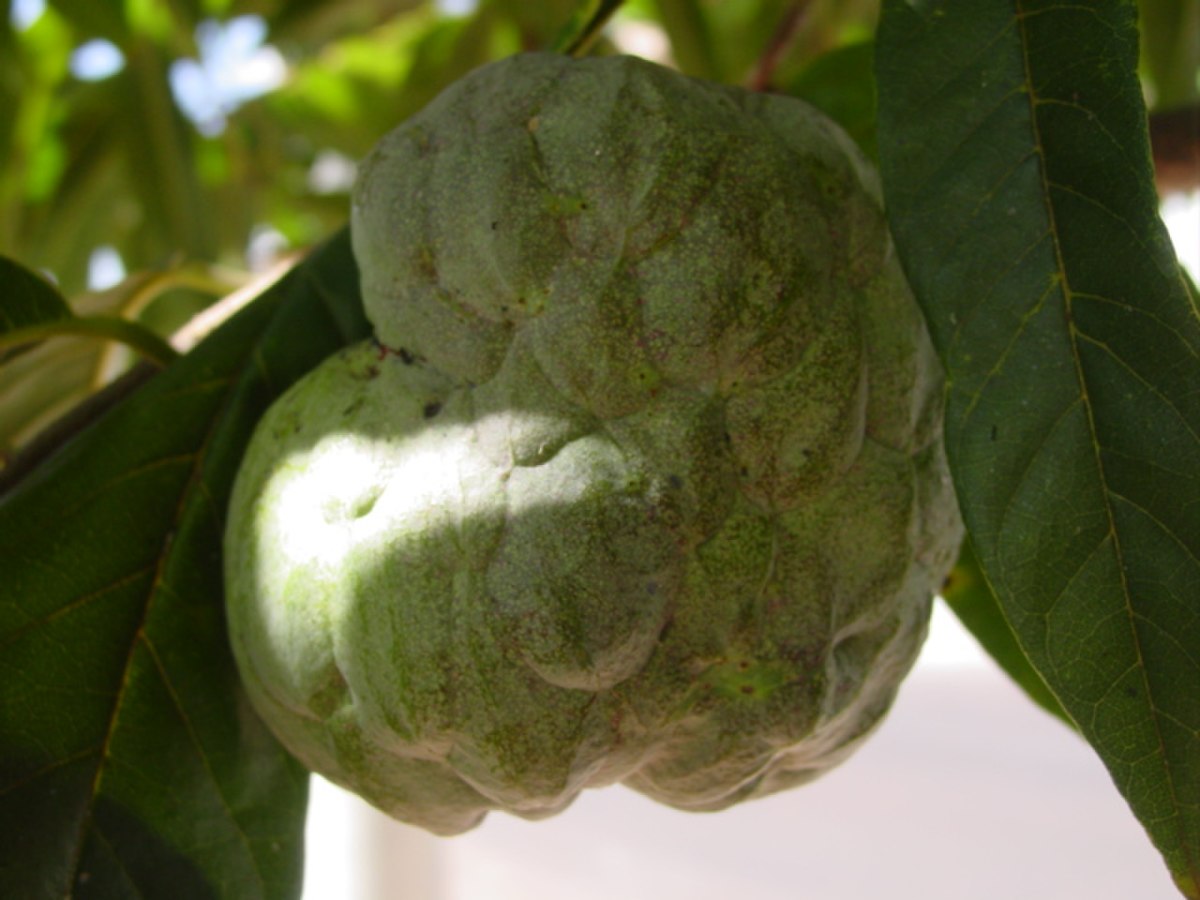 Annona