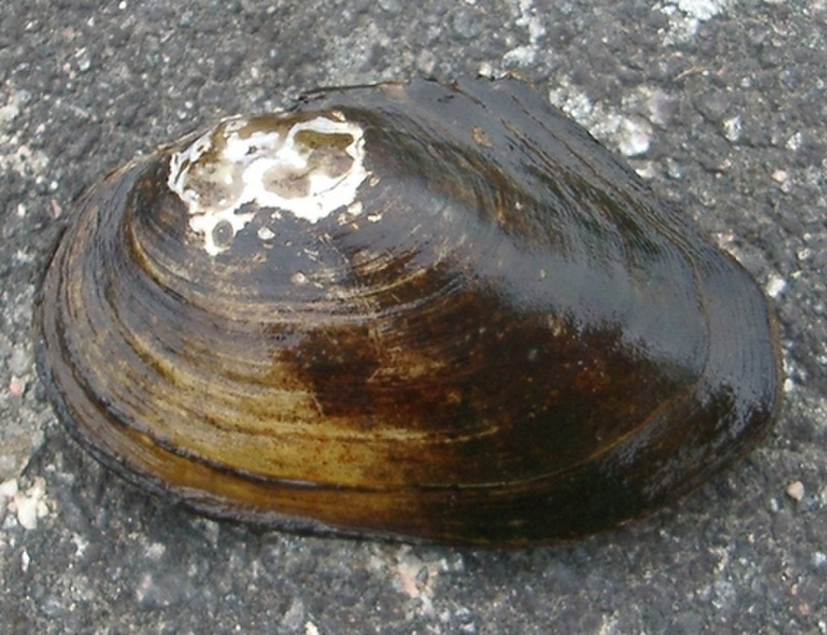Unionidae