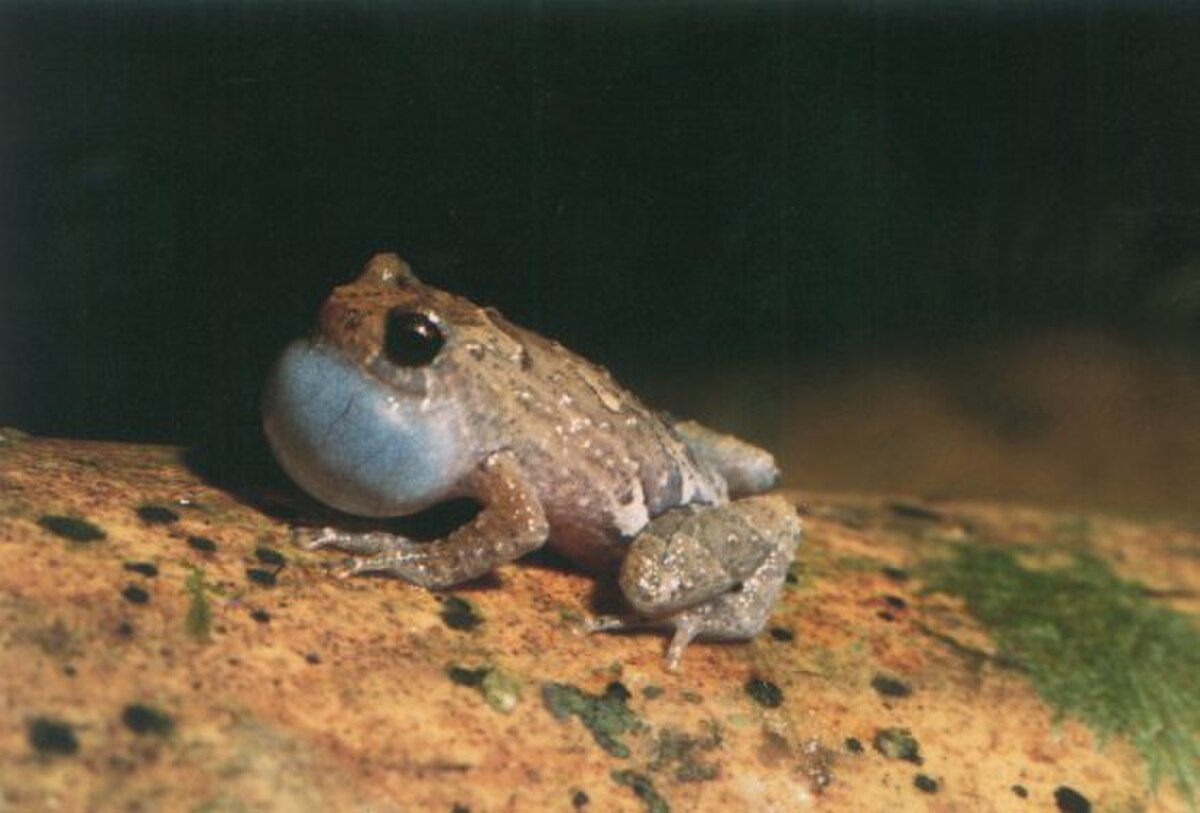 Anodonthyla