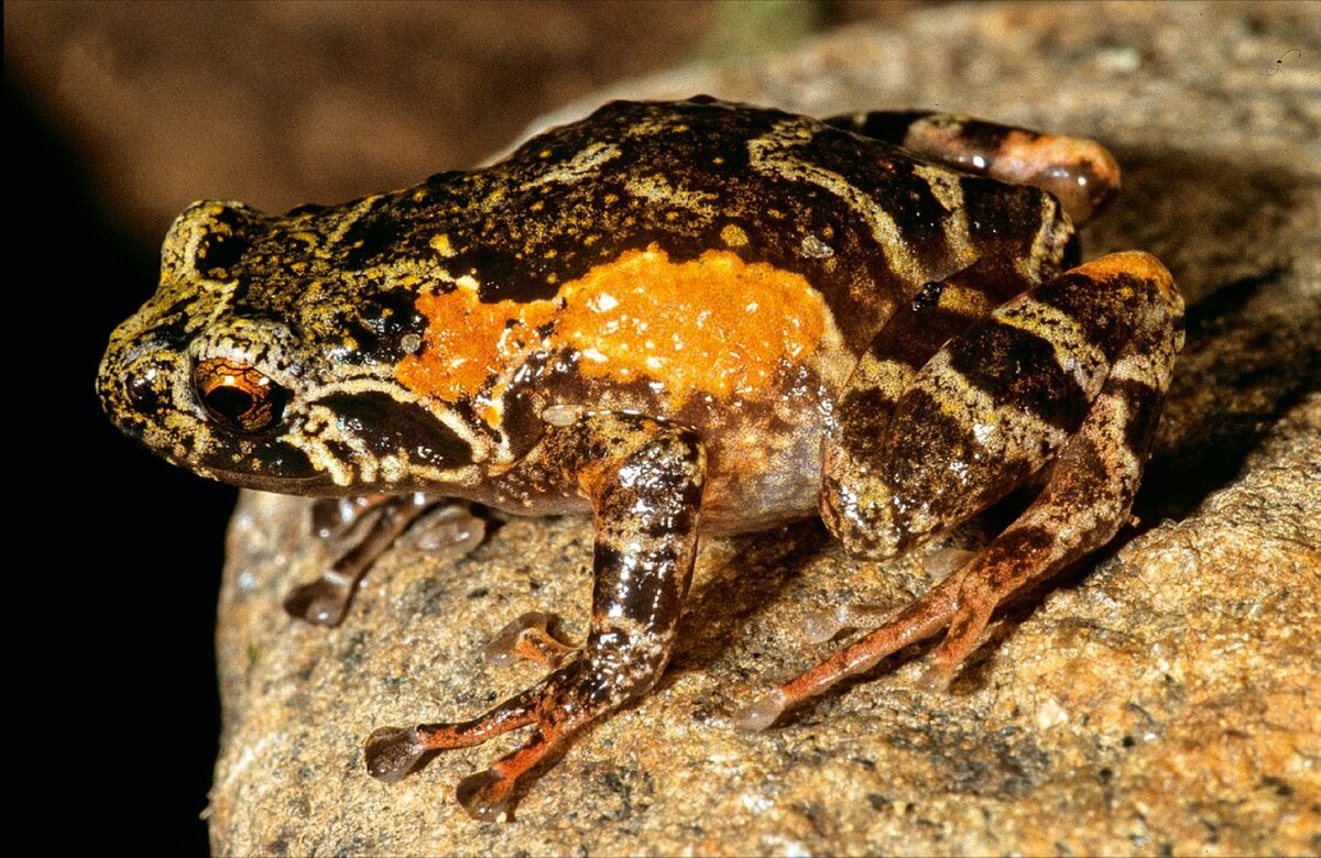 Anodonthyla emilei01.jpg