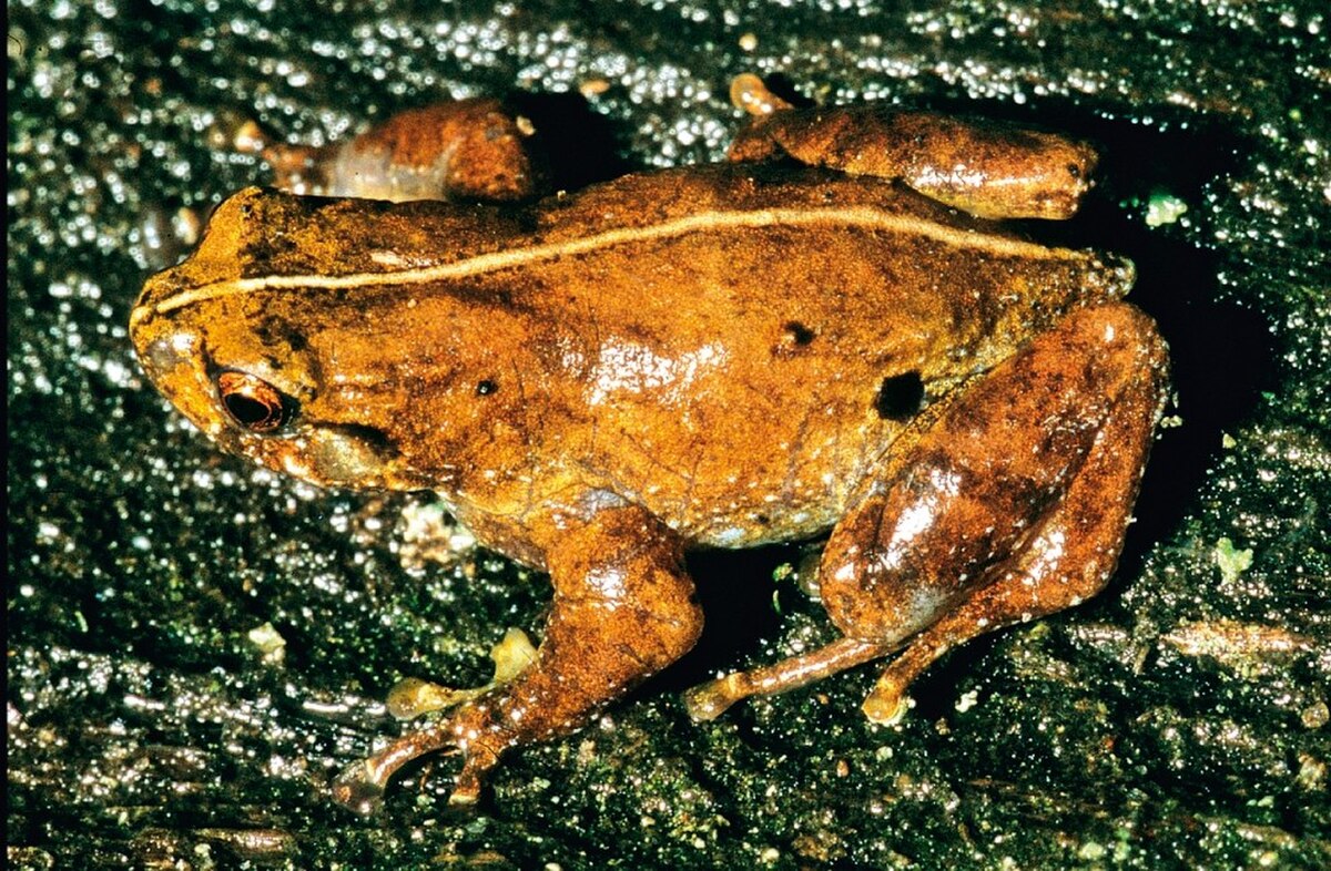 Anodonthyla jeanbai01.jpg