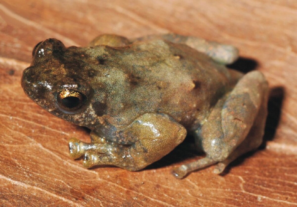 Anodonthyla theoi crop1.jpg