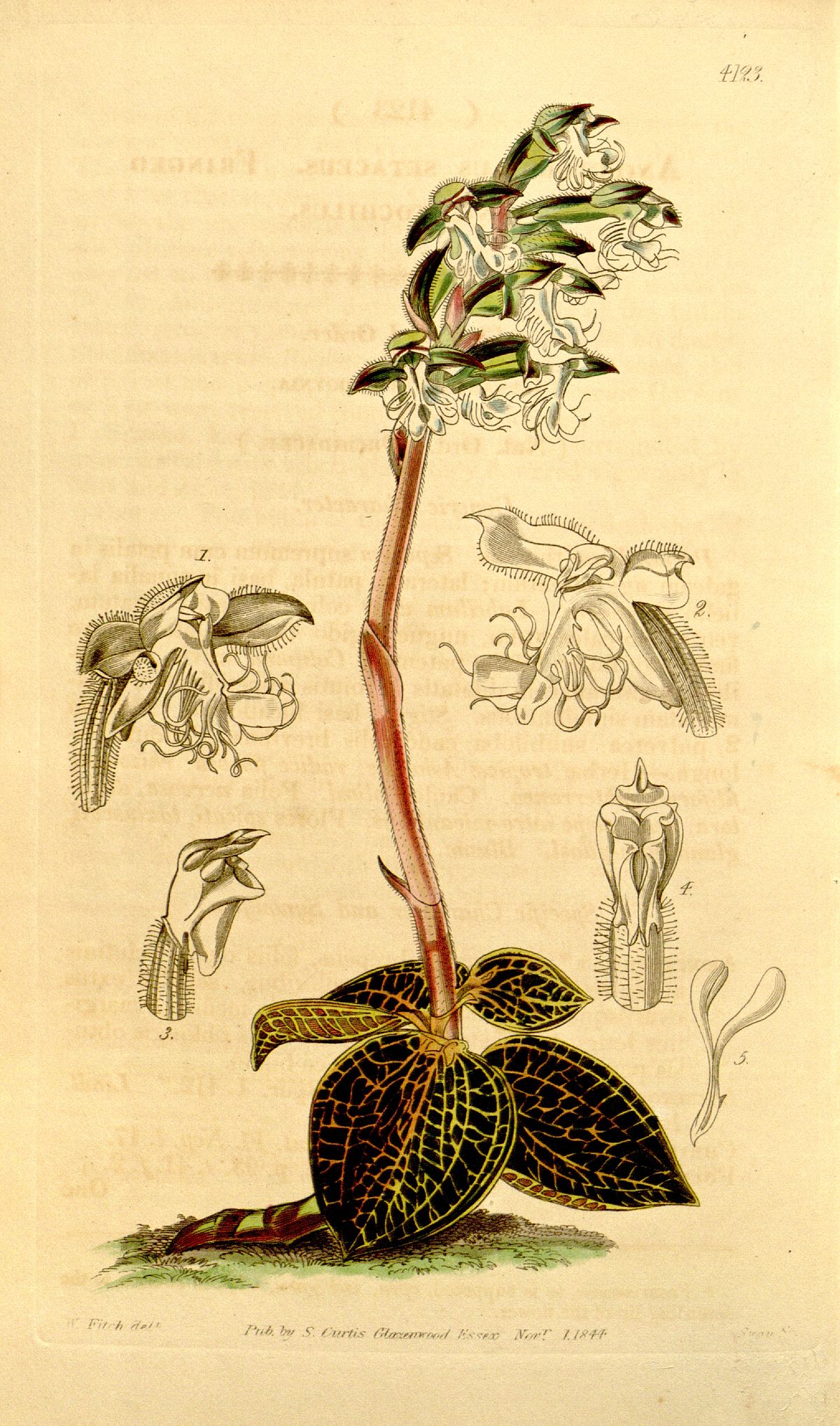 Anoectochilus