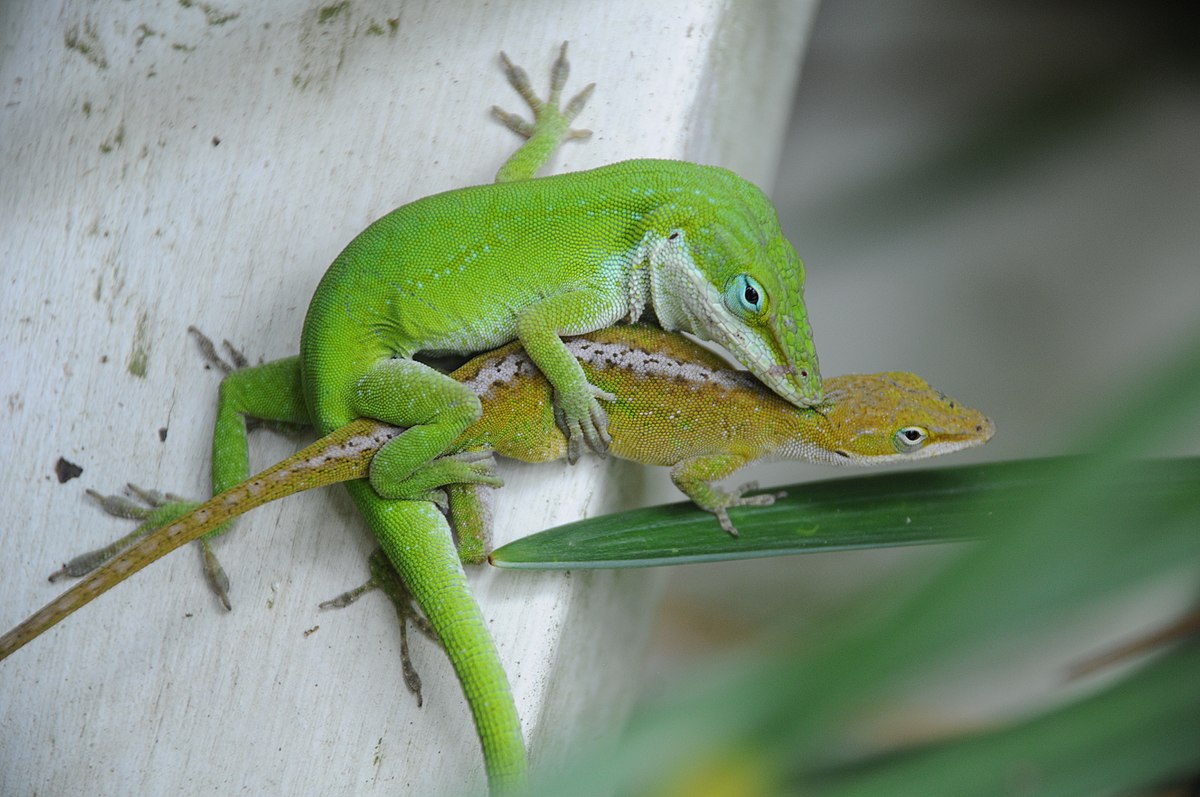 Anolis carolinensis mating.JPG