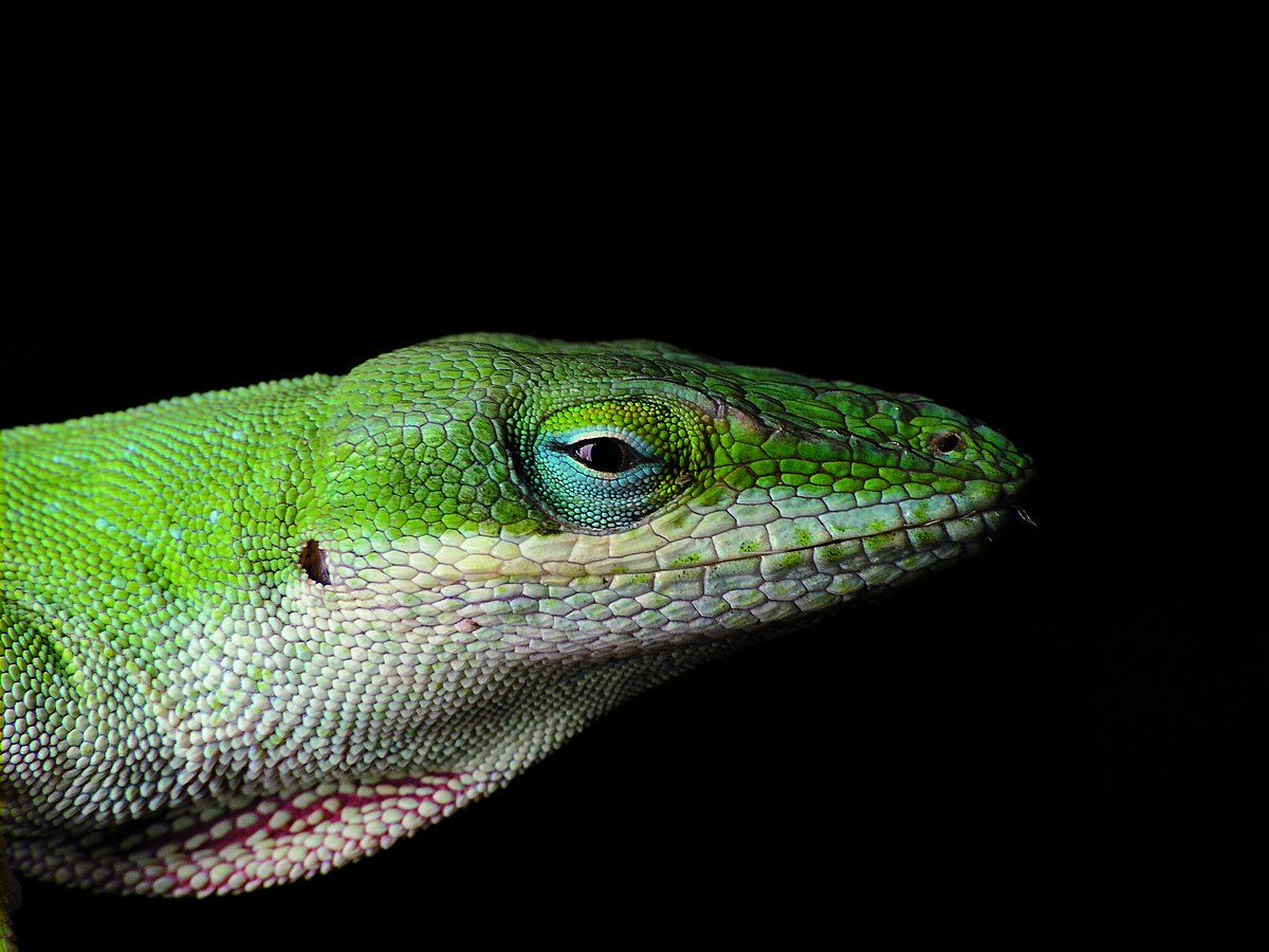 Anolis carolinensis