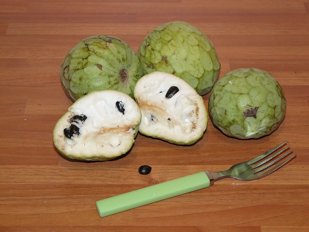Annona cherimola