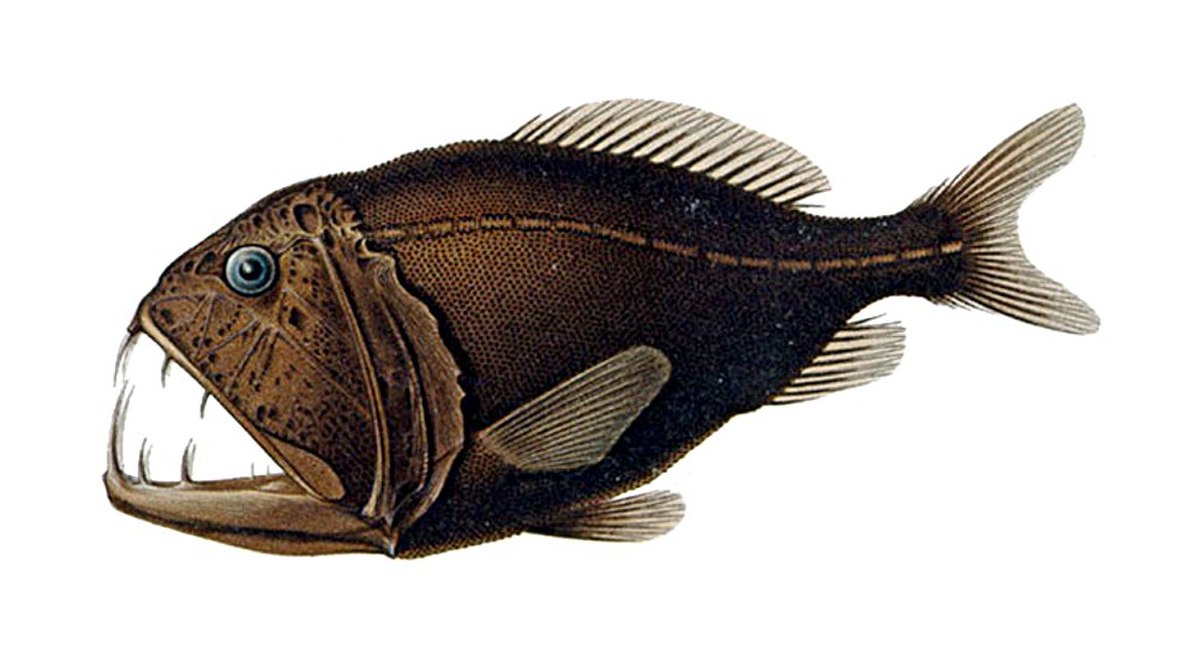 Anoplogaster cornuta