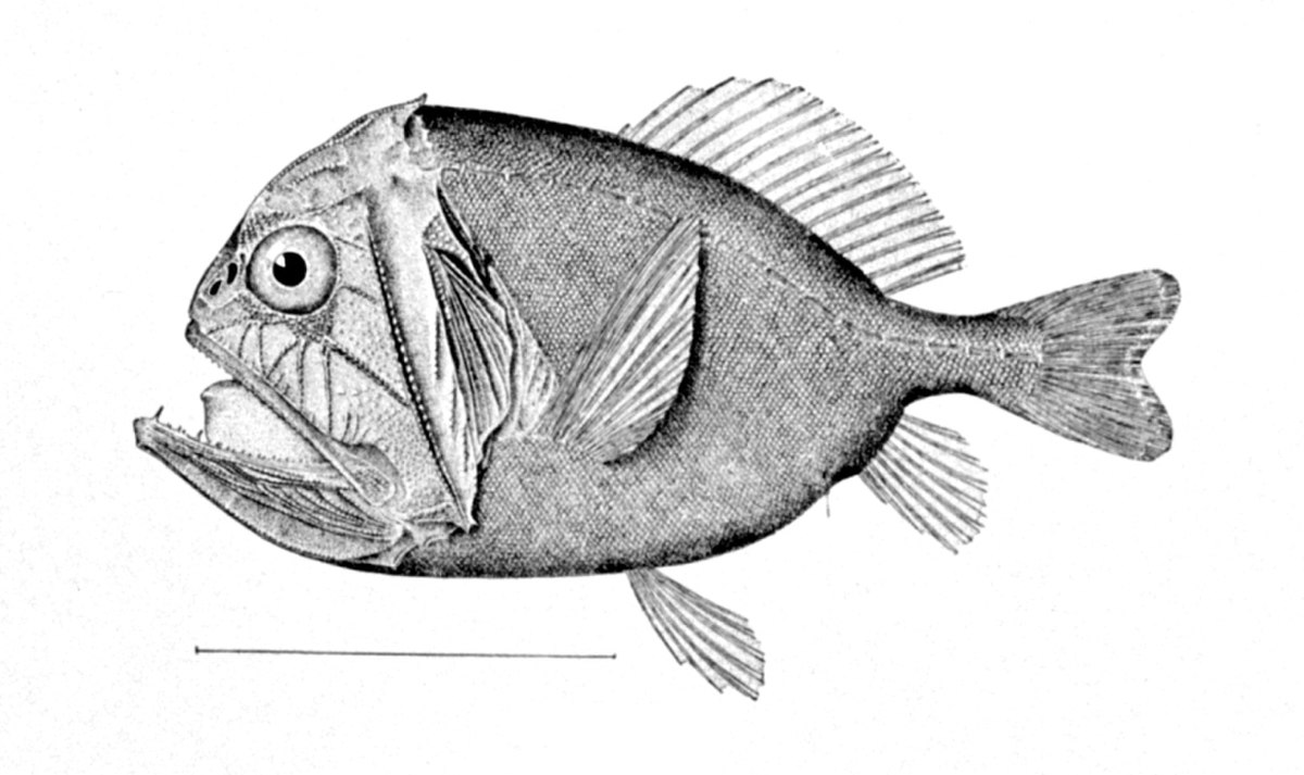Anoplogastridae