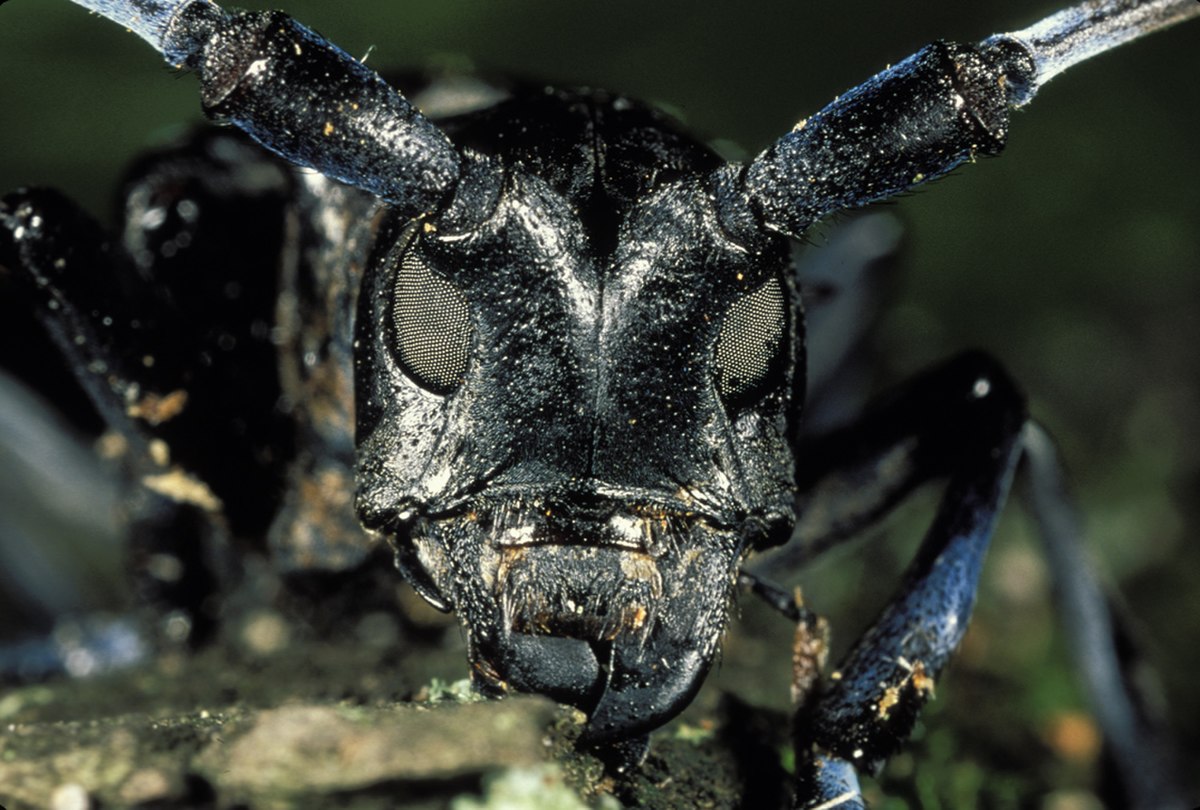 Lamiinae
