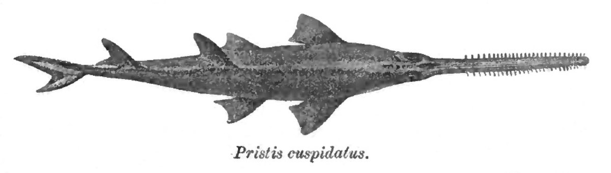 Anoxypristis cuspidata
