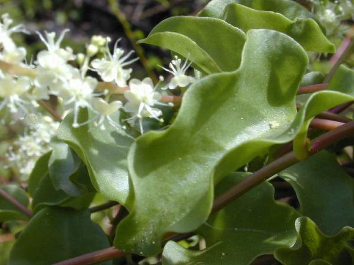 Basellaceae