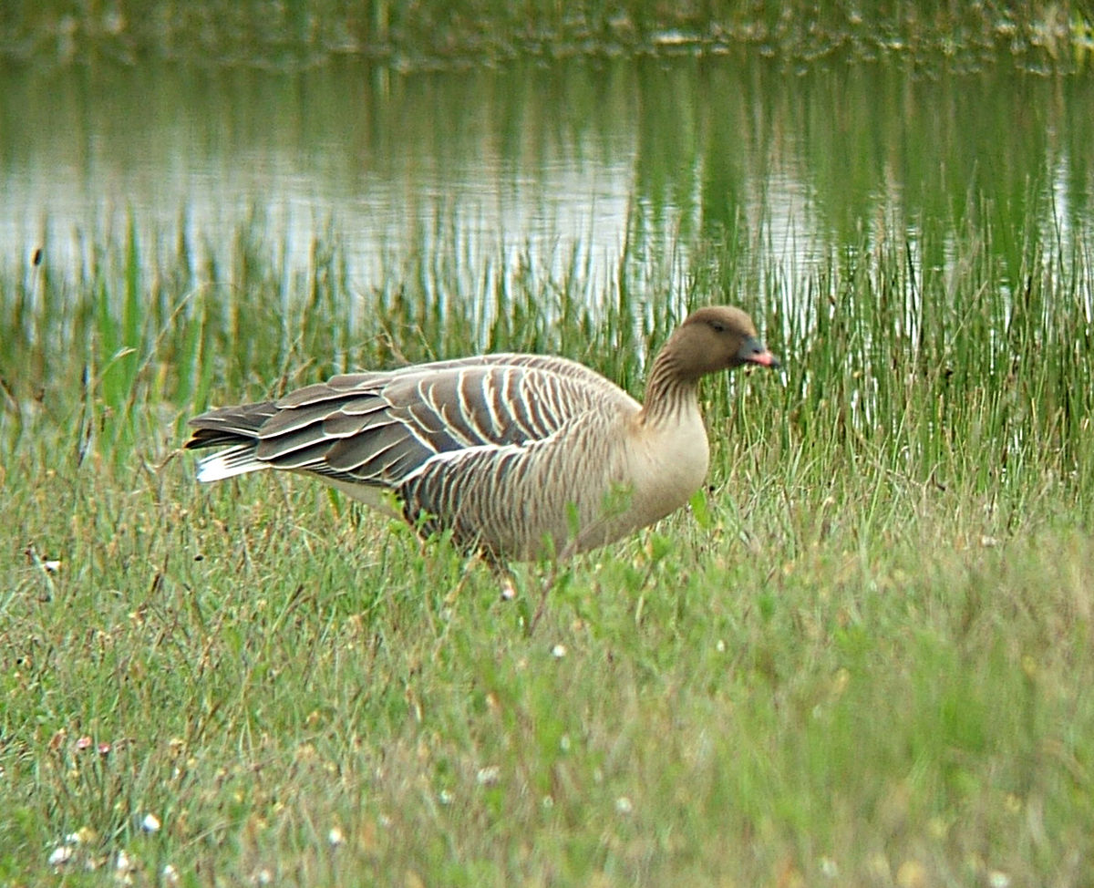 Oie à bec court (Anser brachyrhynchus)