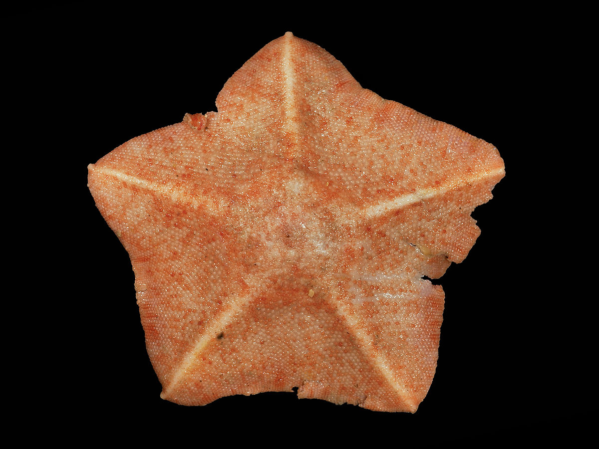 Asterinidae