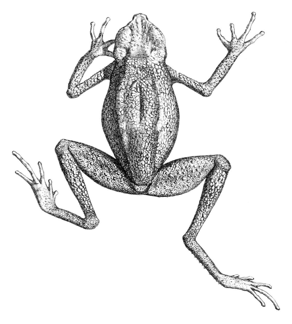 Ansonia leptopus