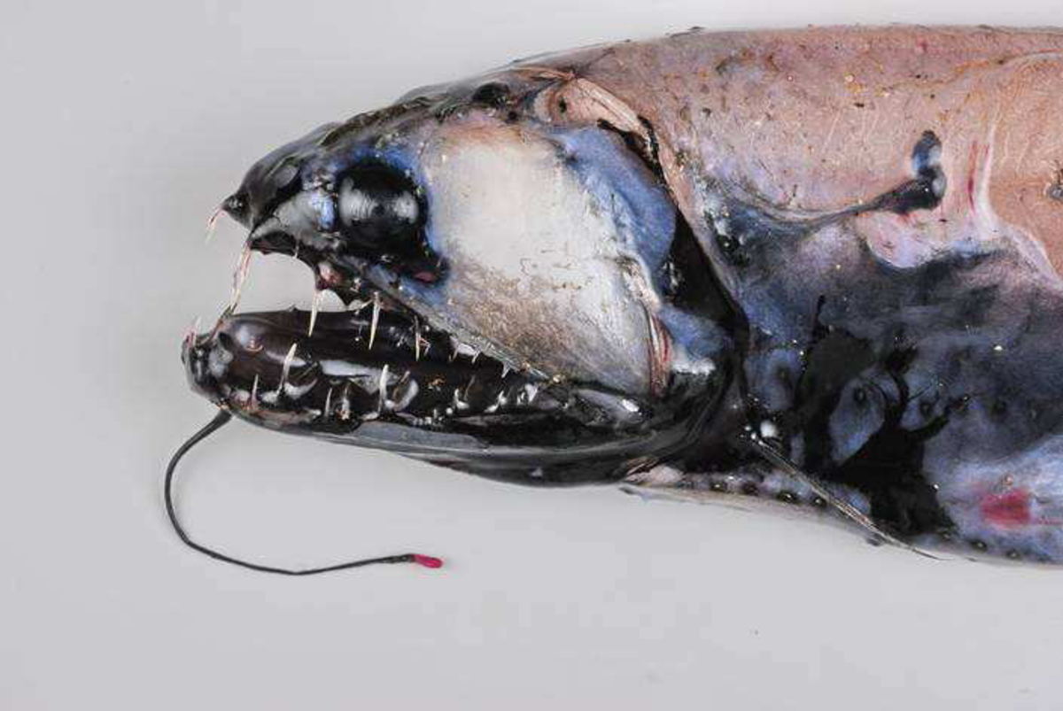 Stomiidae