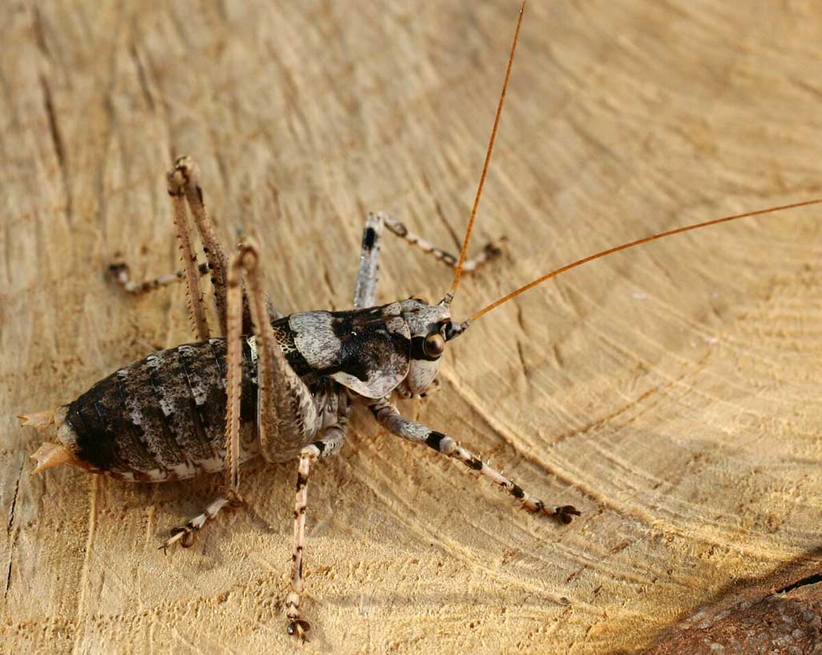 Antaxius