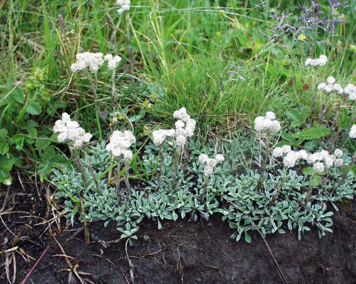 Antennaria