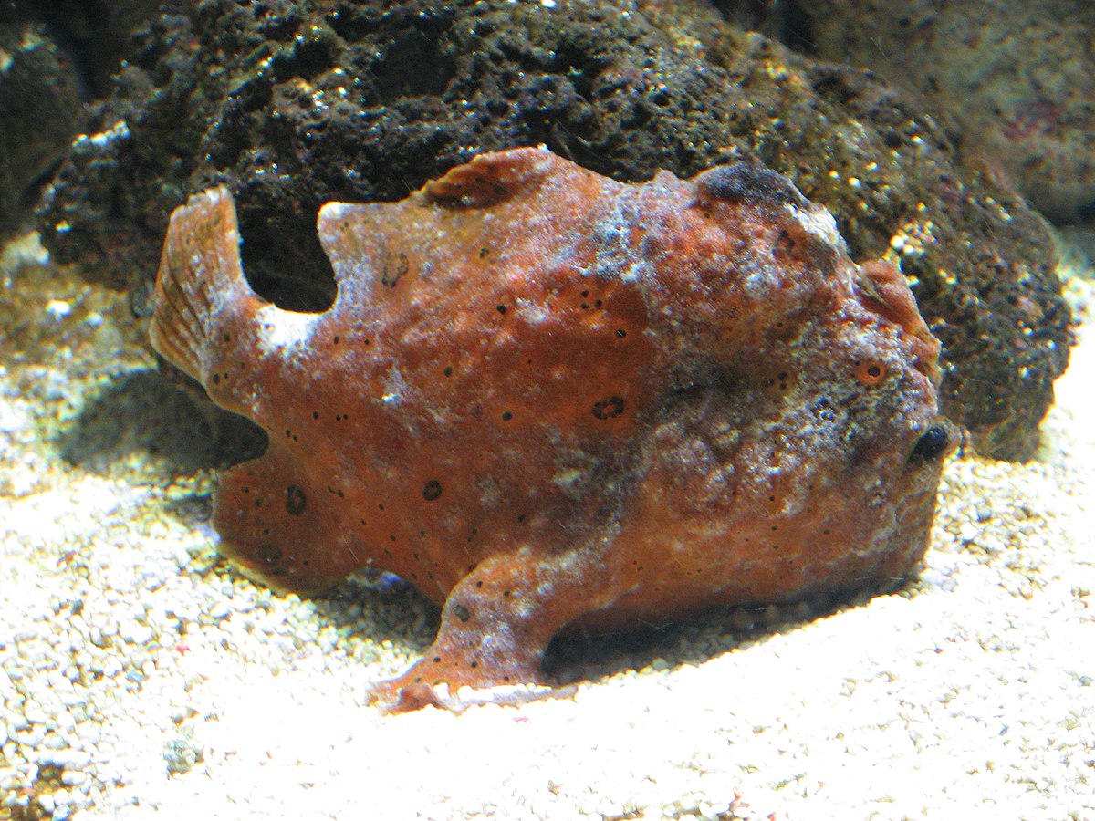 Antennarius commersoni