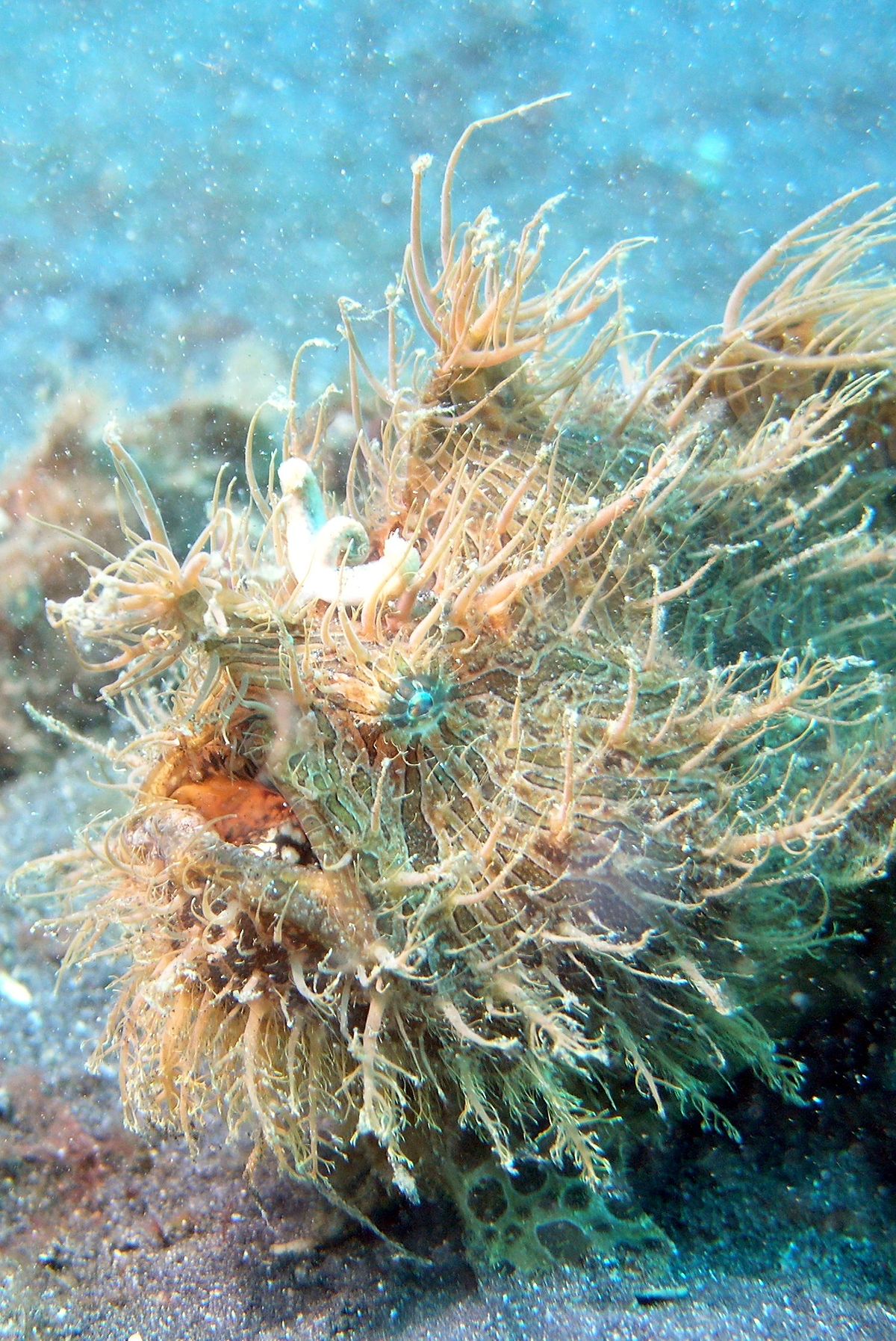 Antennariidae