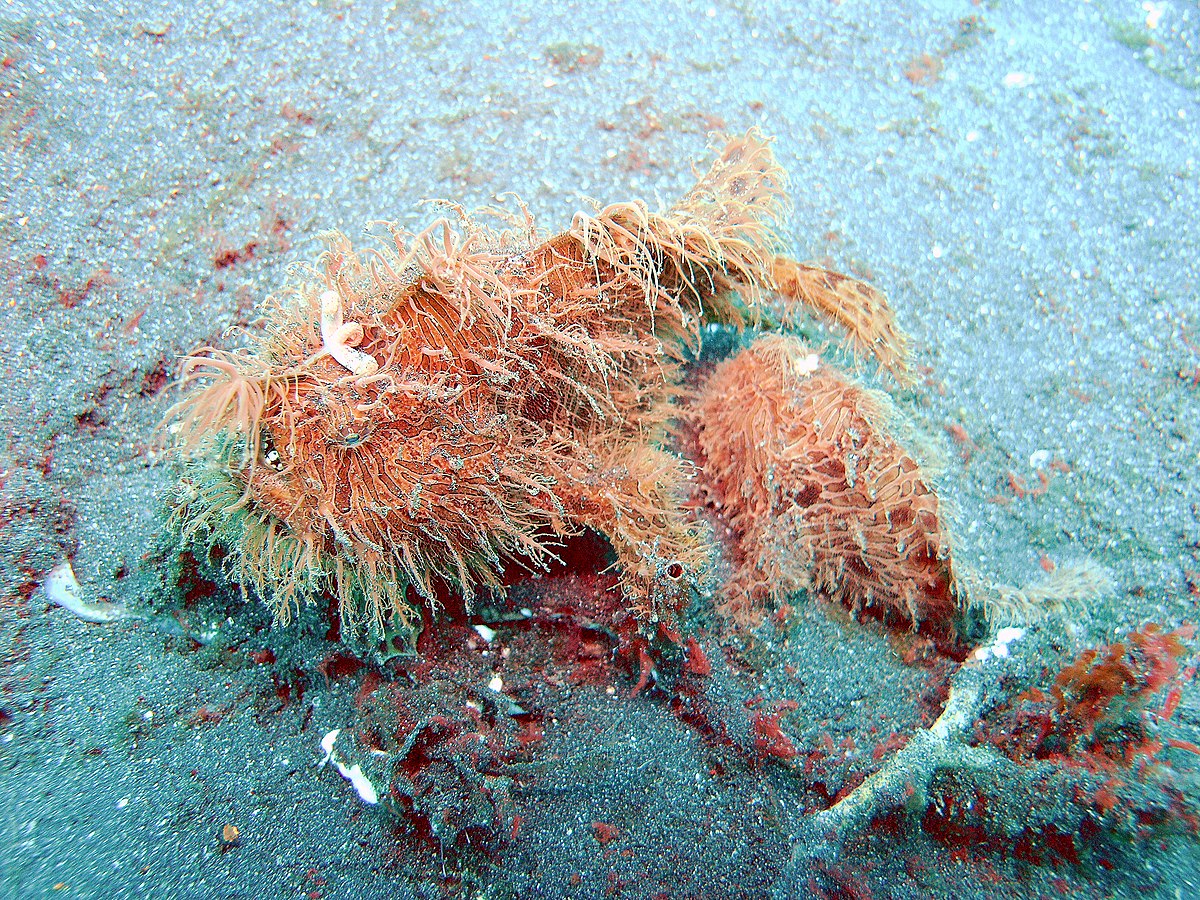 Antennarius striatus3.JPG
