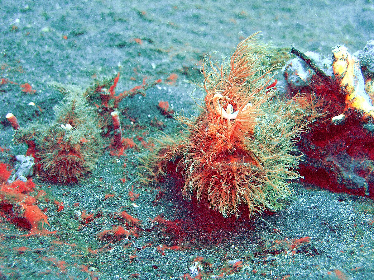 Antennarius striatus