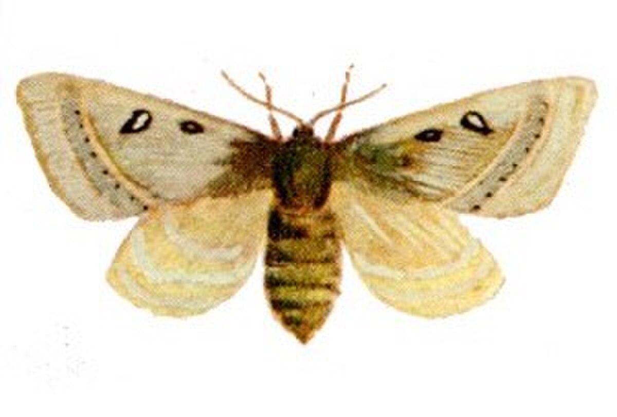 Anthela