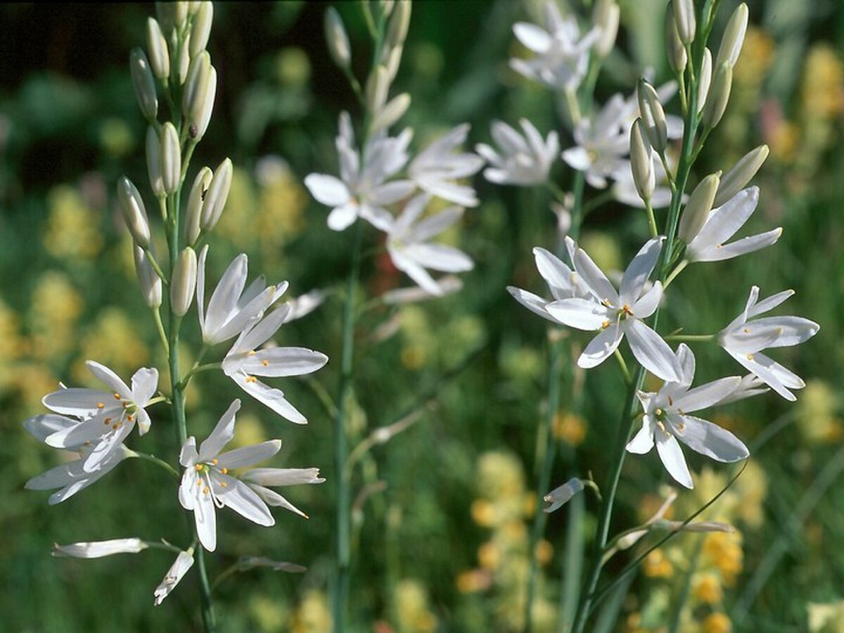 Anthericum liliago1LEST.jpg