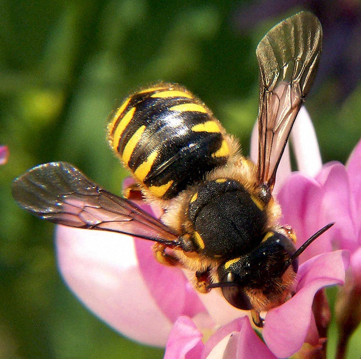 Anthidiini