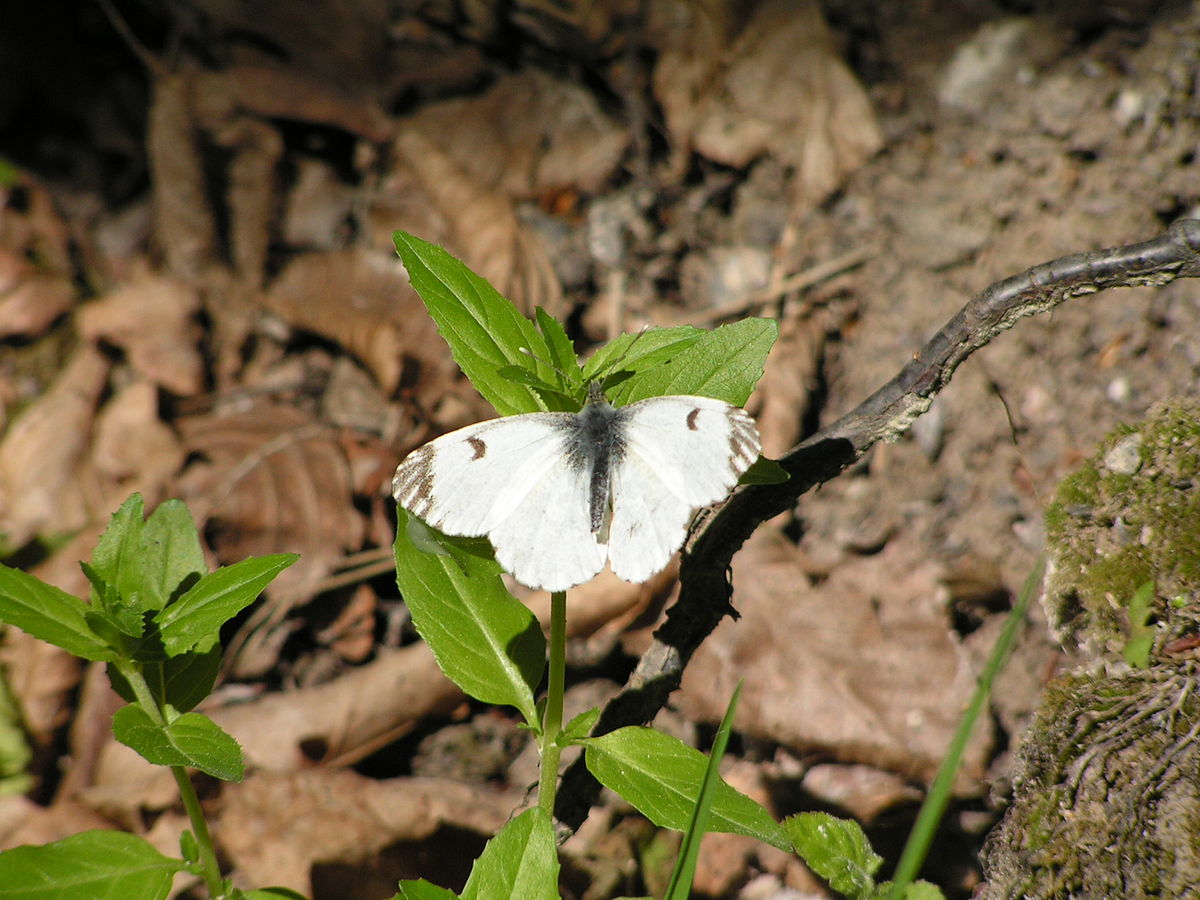 Femelle