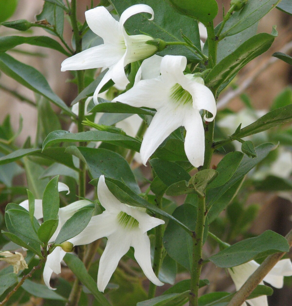 Anthocercis