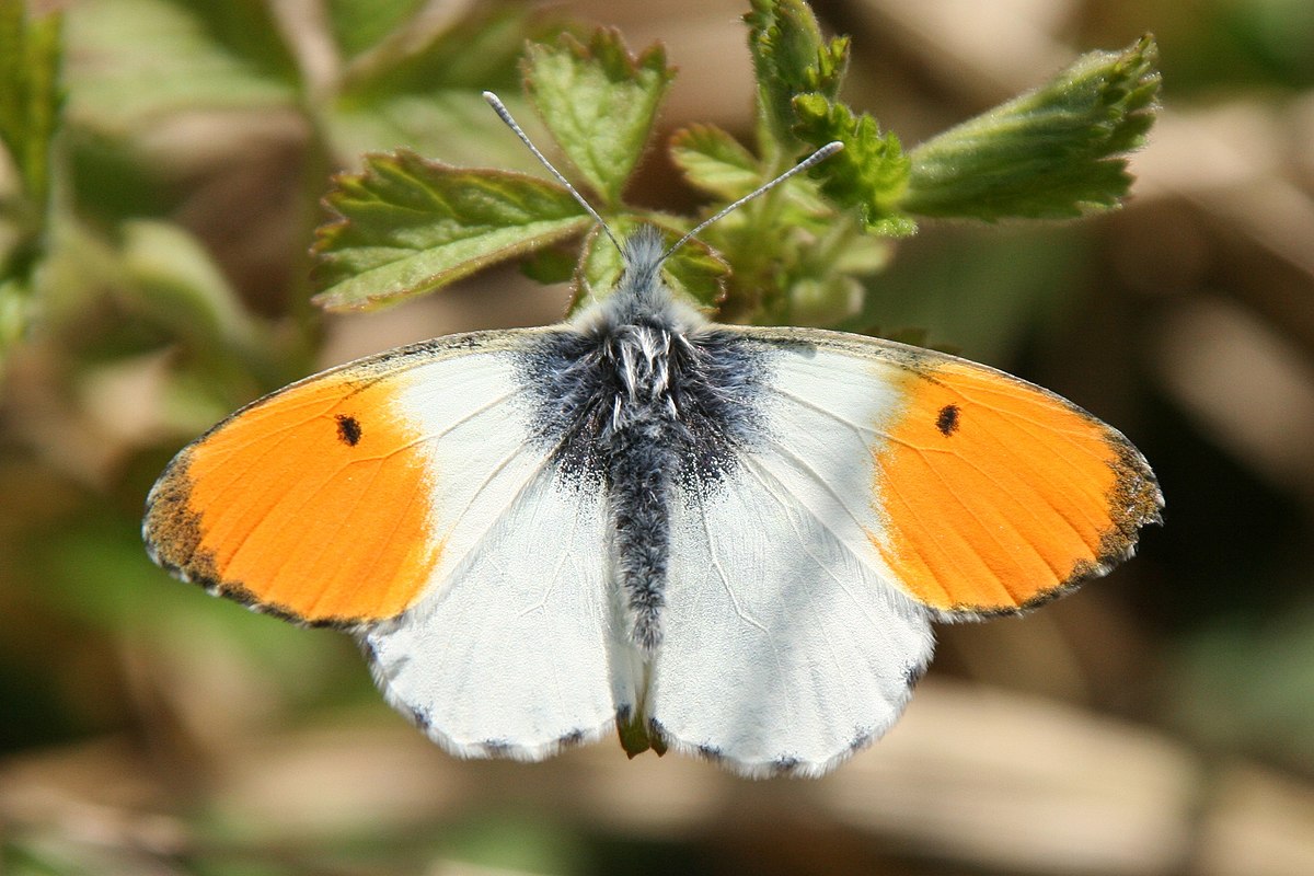 Aurore (papillon)