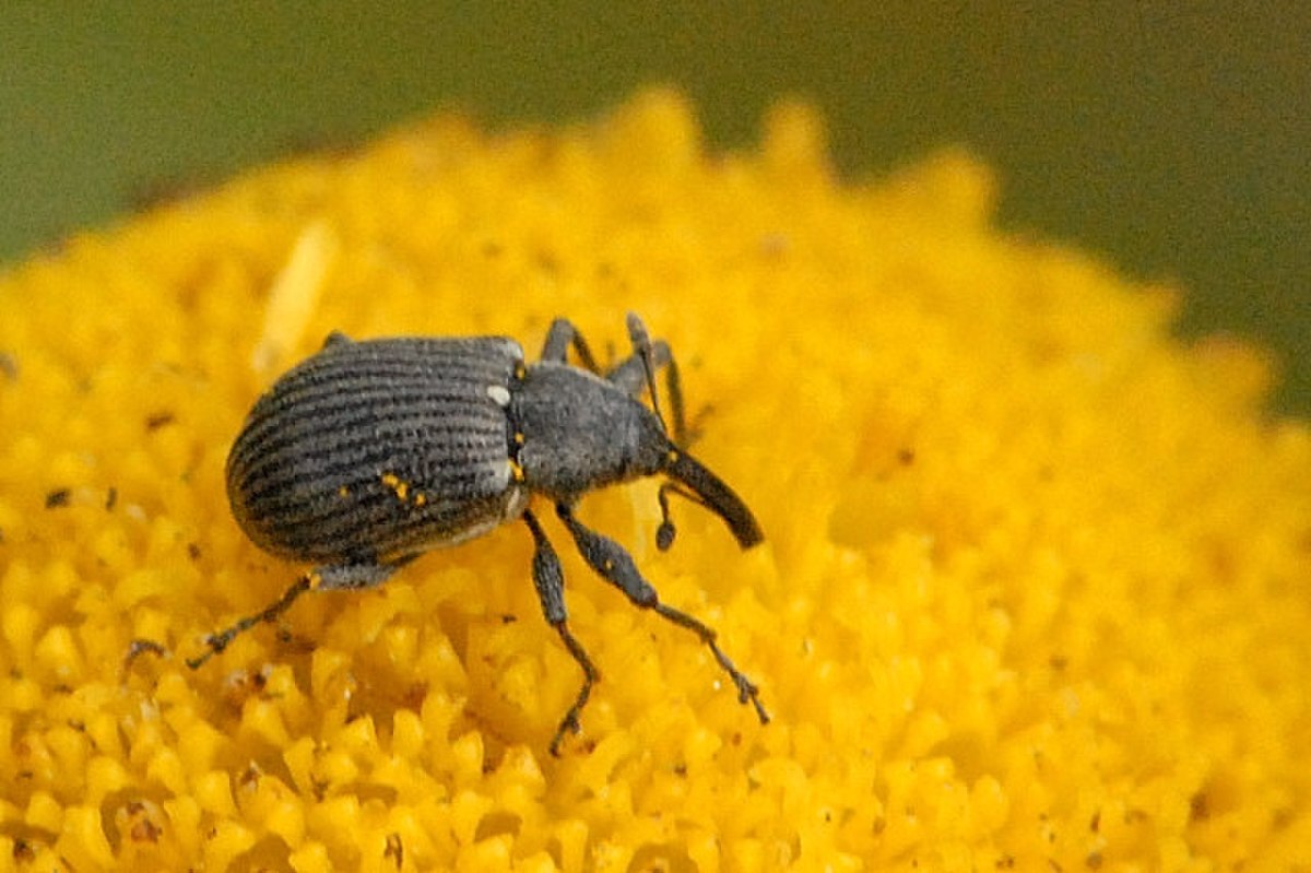 Anthonomus