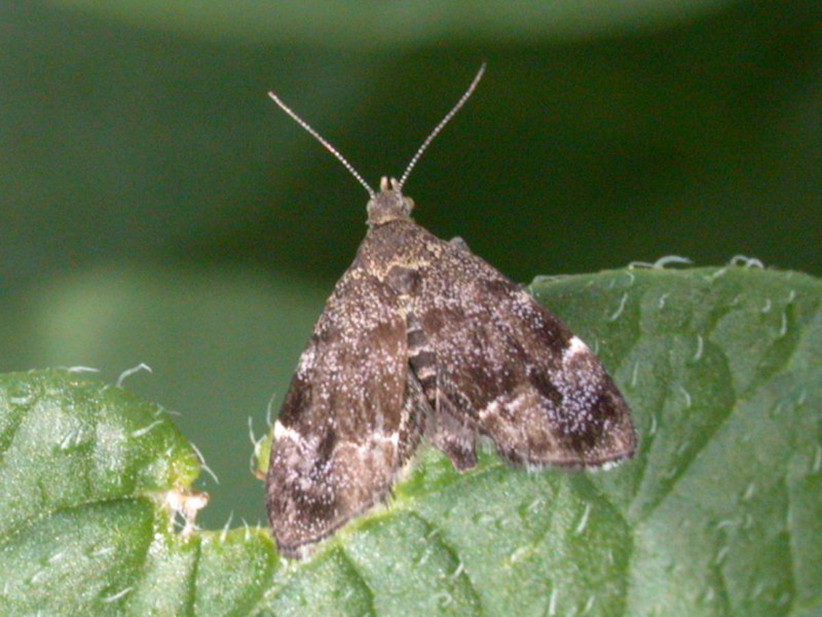 Choreutidae