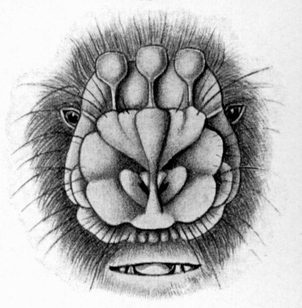 Anthops ornatus