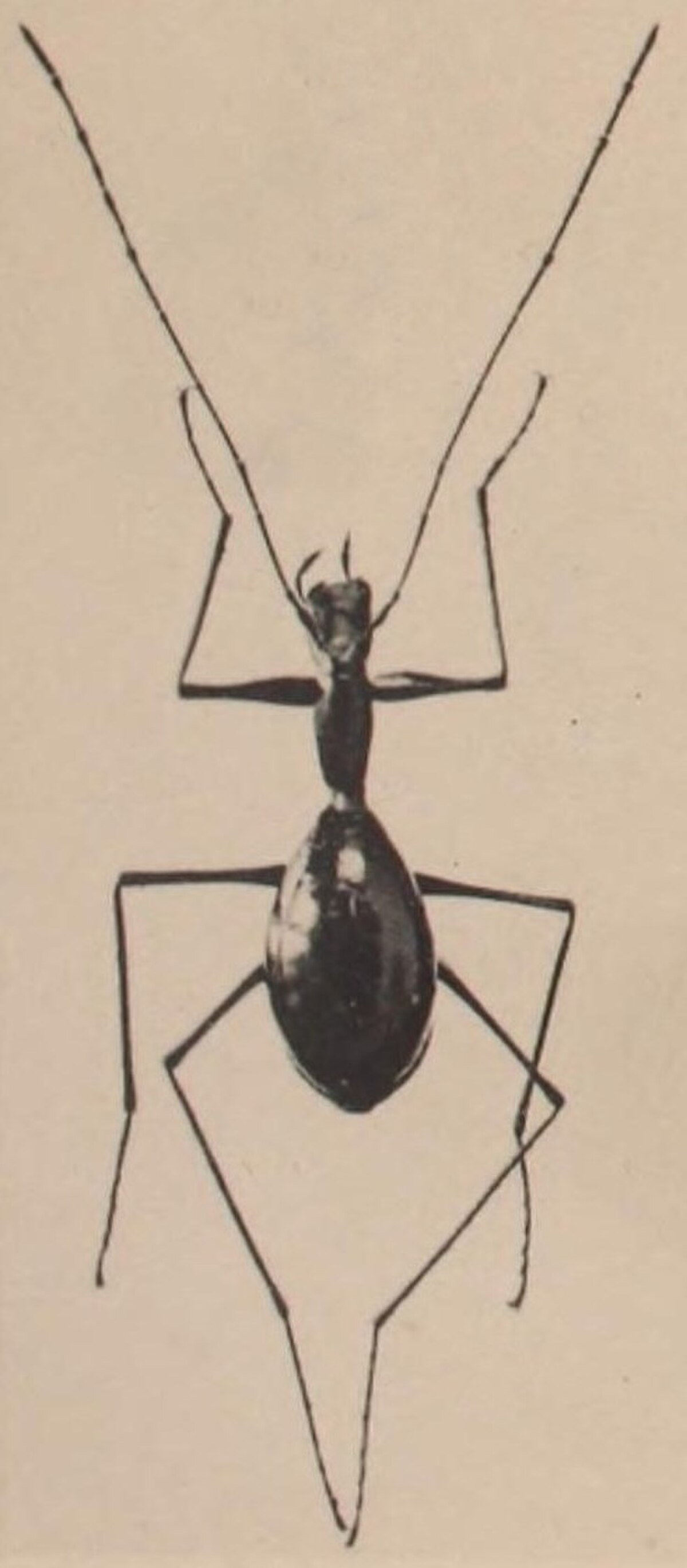 Anthroherpon