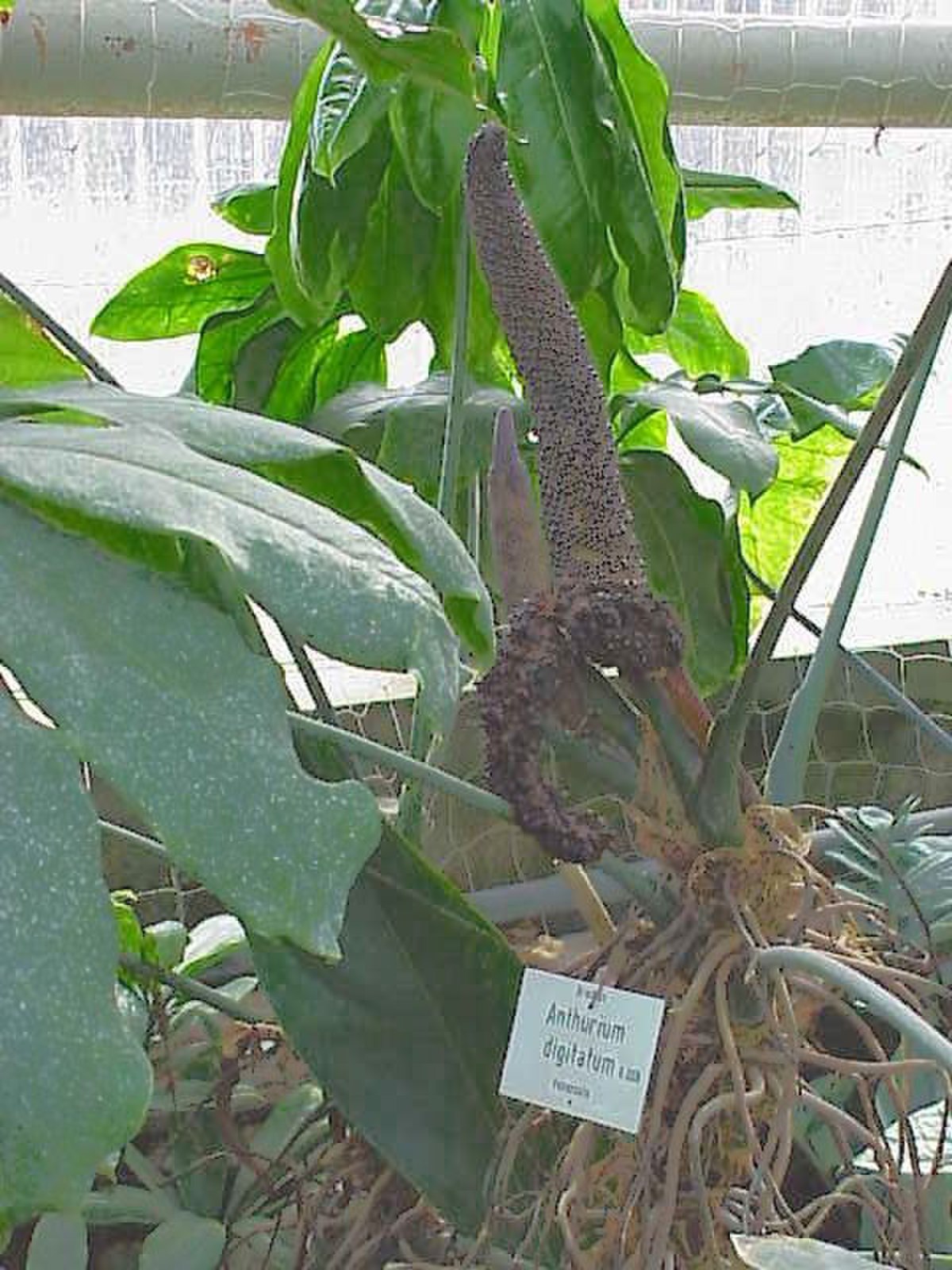 Liste d'espèces d'Anthurium