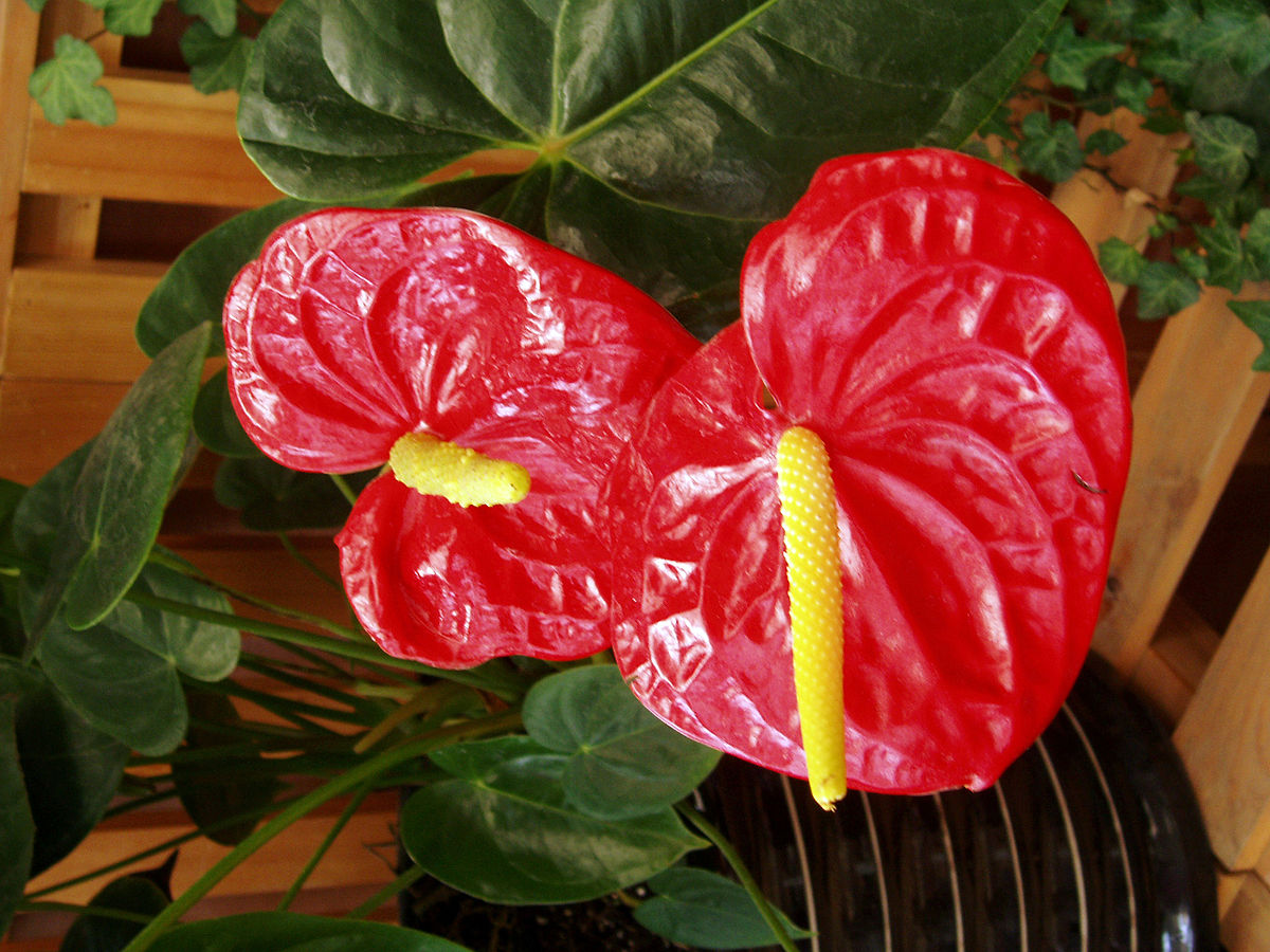 Anthurium andraeanum