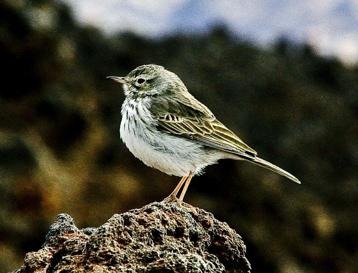 Pipit de Berthelot