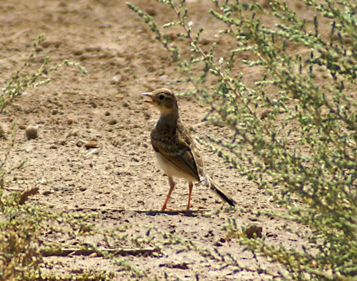 Pipit rousseline