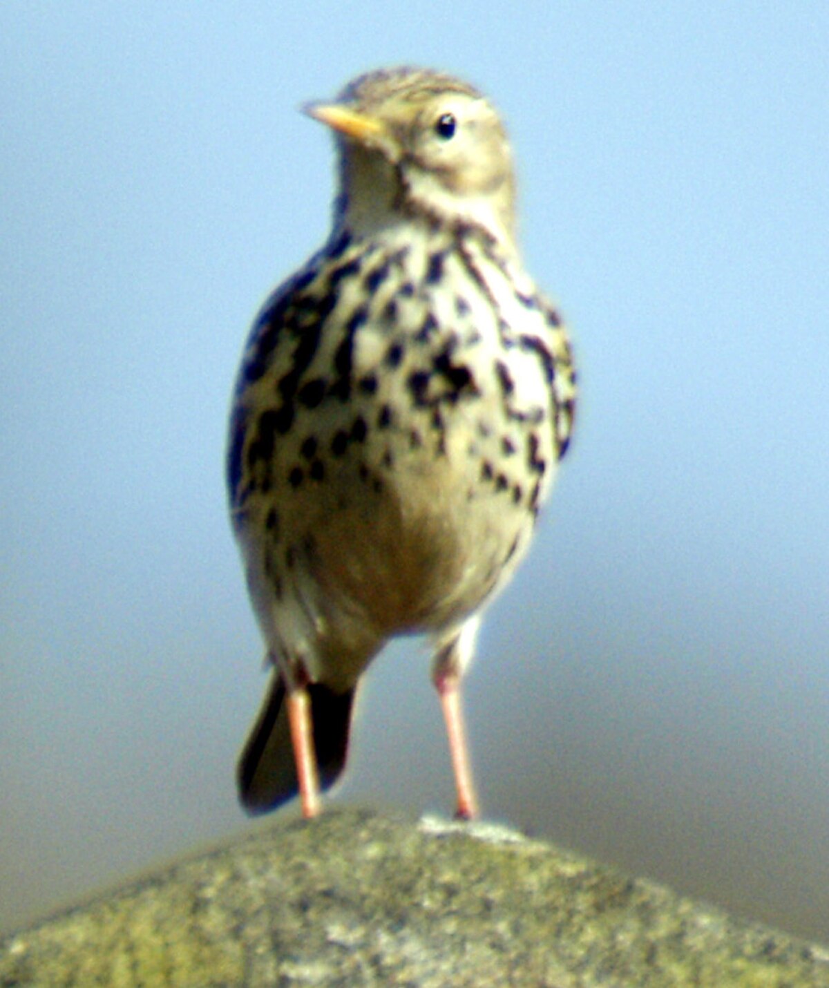 Pipit farlouse