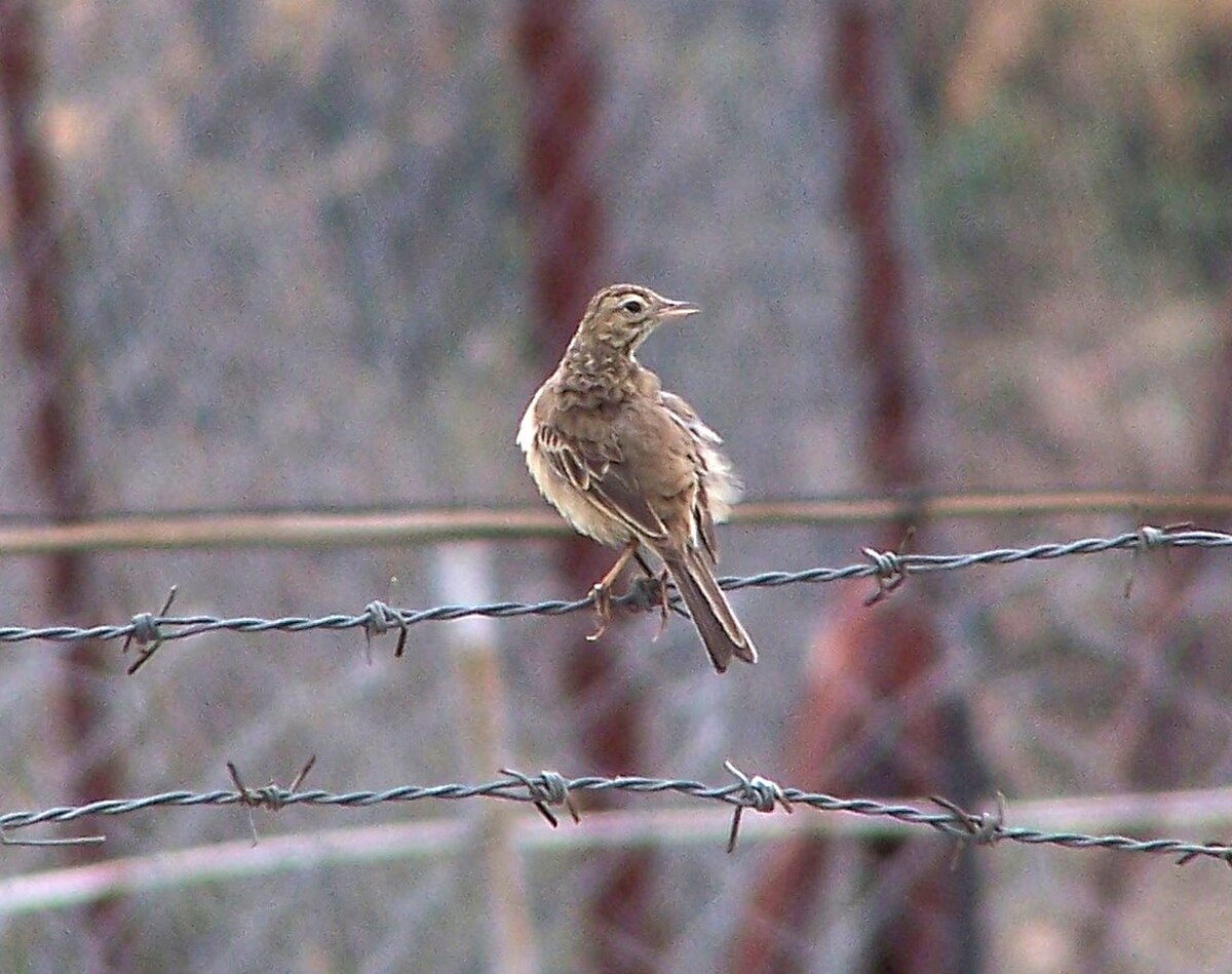 Pipit de Richard