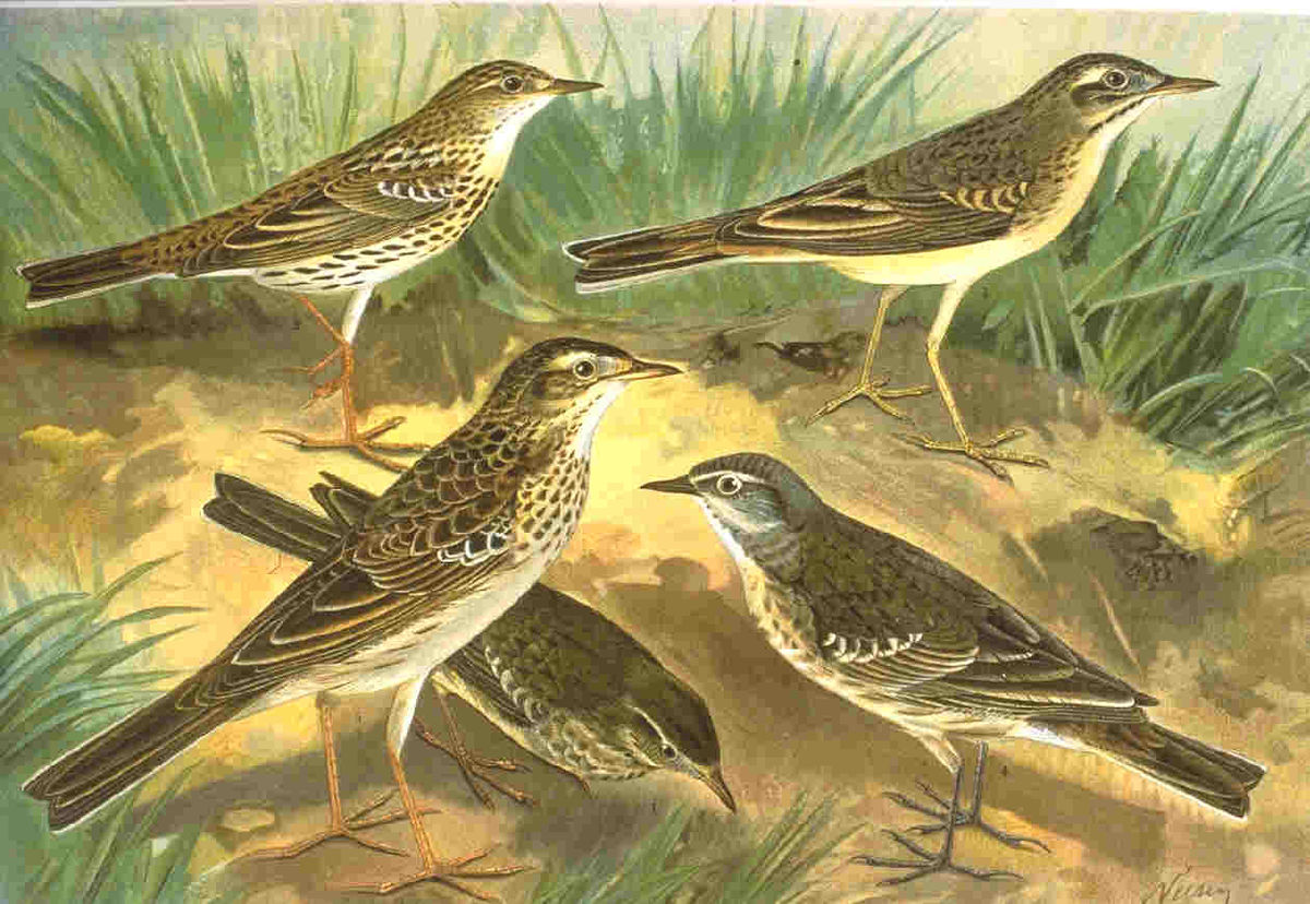Pipit